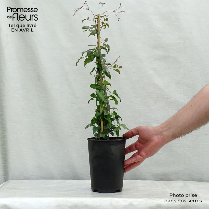 Example of Clématite - Clematis cirrhosa Jingle Bells Pot de 2L/3L as you get in printemps
