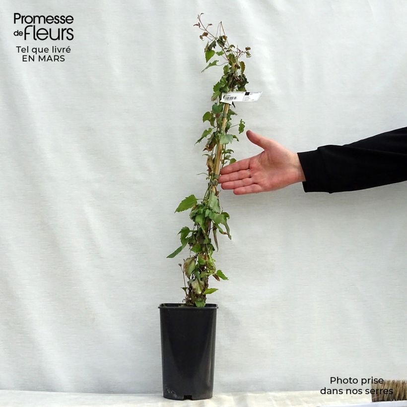 Example of Clématite - Clematis cirrhosa Lansdowne Gem Pot de 2L/3L as you get in printemps