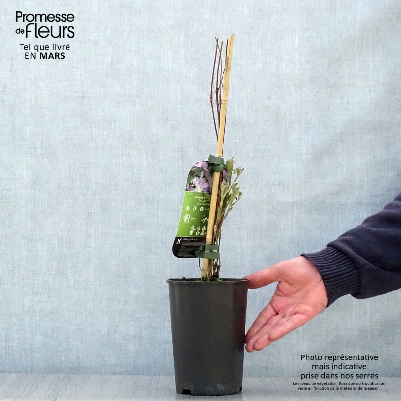 Example of Clématite - Clematis diversifolia East River Pot de 2L/3L as you get in printemps