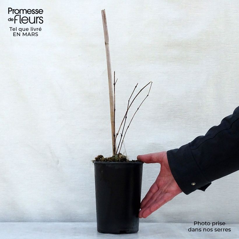 Example of Clématite - Clematis diversifolia River Star Pot de 2L/3L as you get in printemps