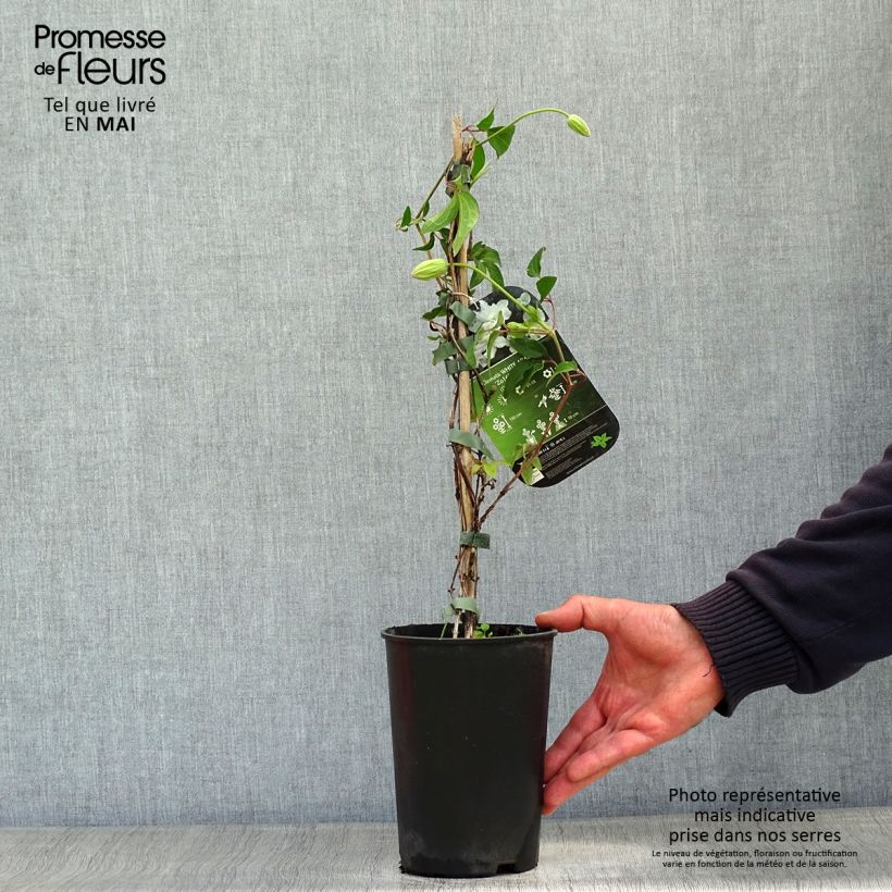 Example of Clématite - Clematis diversifolia White Arabella Pot de 2L/3L as you get in printemps