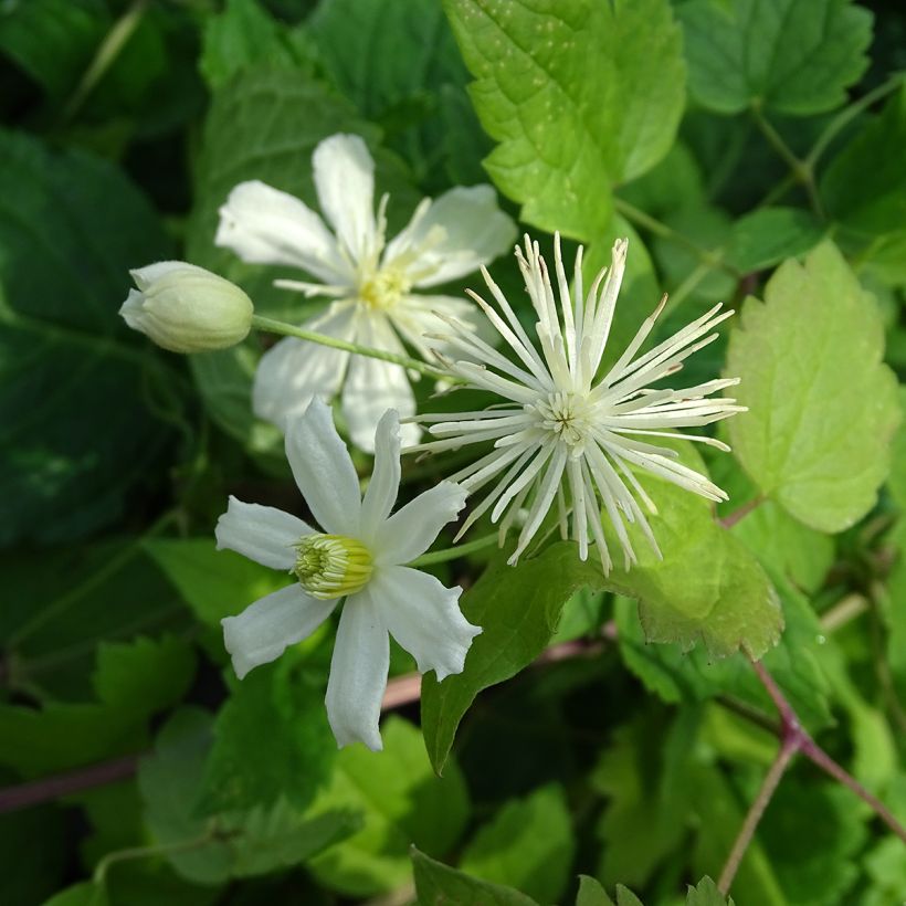 Clématite - Clematis fargesii Summersnow (Flowering)
