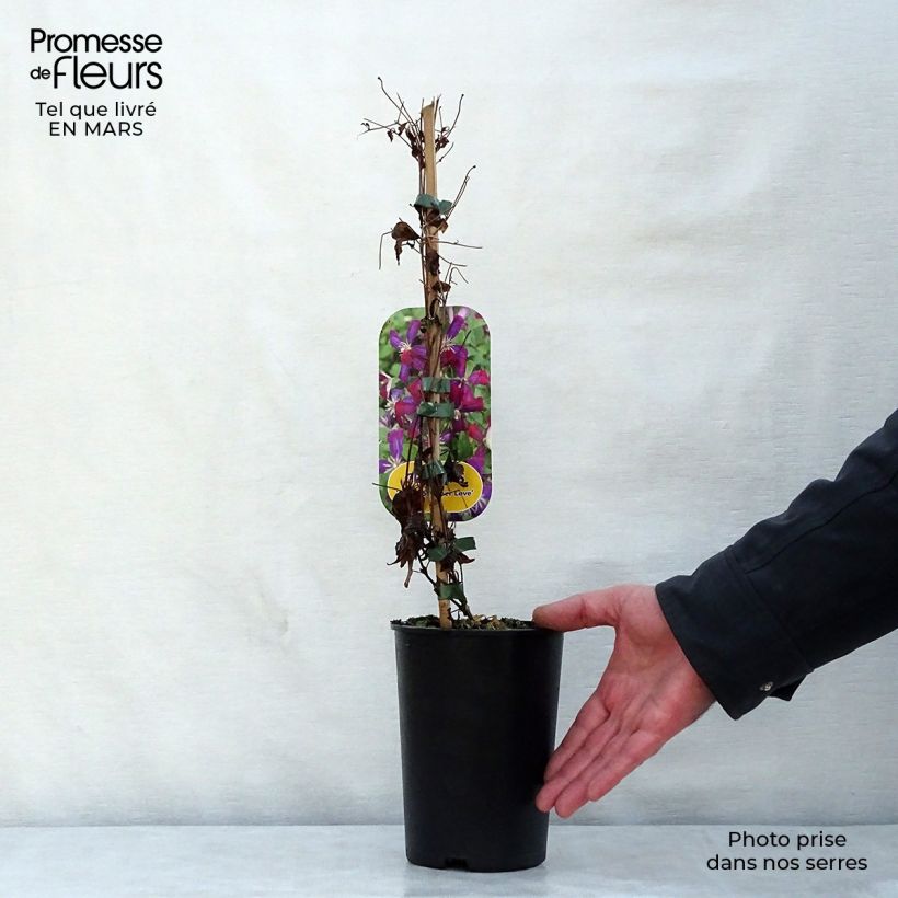 Example of Clématite - Clematis flammula Sweet Summer Love  Pot de 2L/3L as you get in printemps