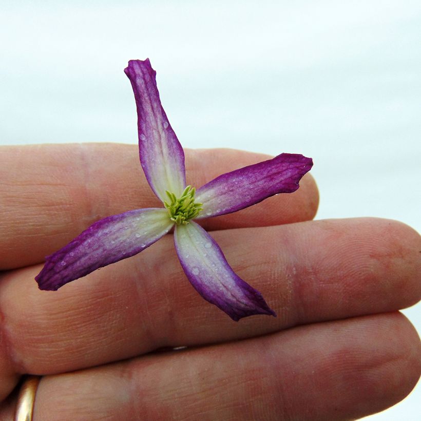 Clématite - Clematis flammula Triternata Rubromarginata (Flowering)