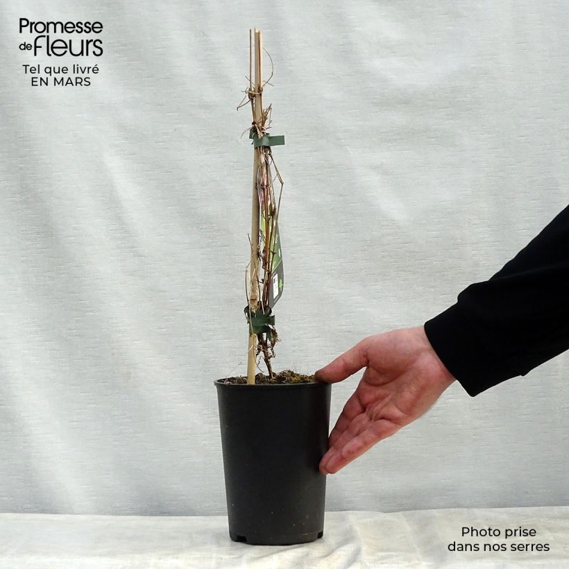 Example of Clématite - Clematis flammula Triternata Rubromarginata Pot de 2L/3L as you get in printemps