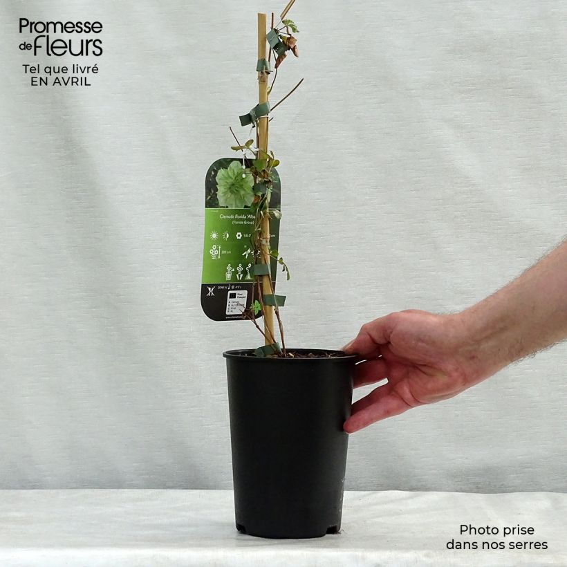 Example of Clématite - Clematis florida Alba Plena Pot de 2L/3L as you get in printemps