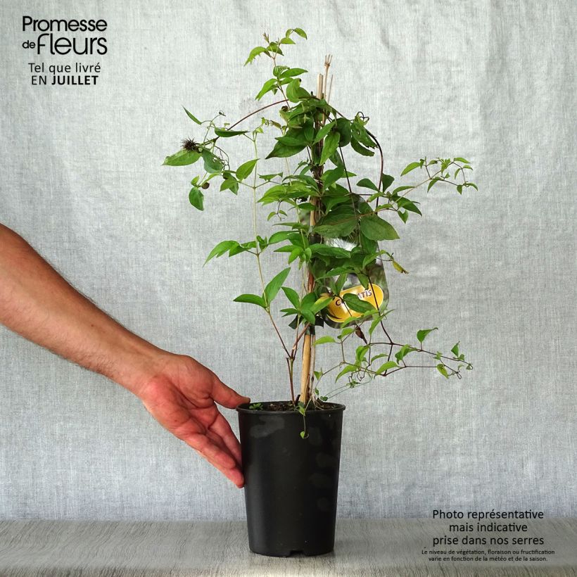 Spécimen de Clématite - Clematis fusca Pot de 2L/3L tel que livré en été