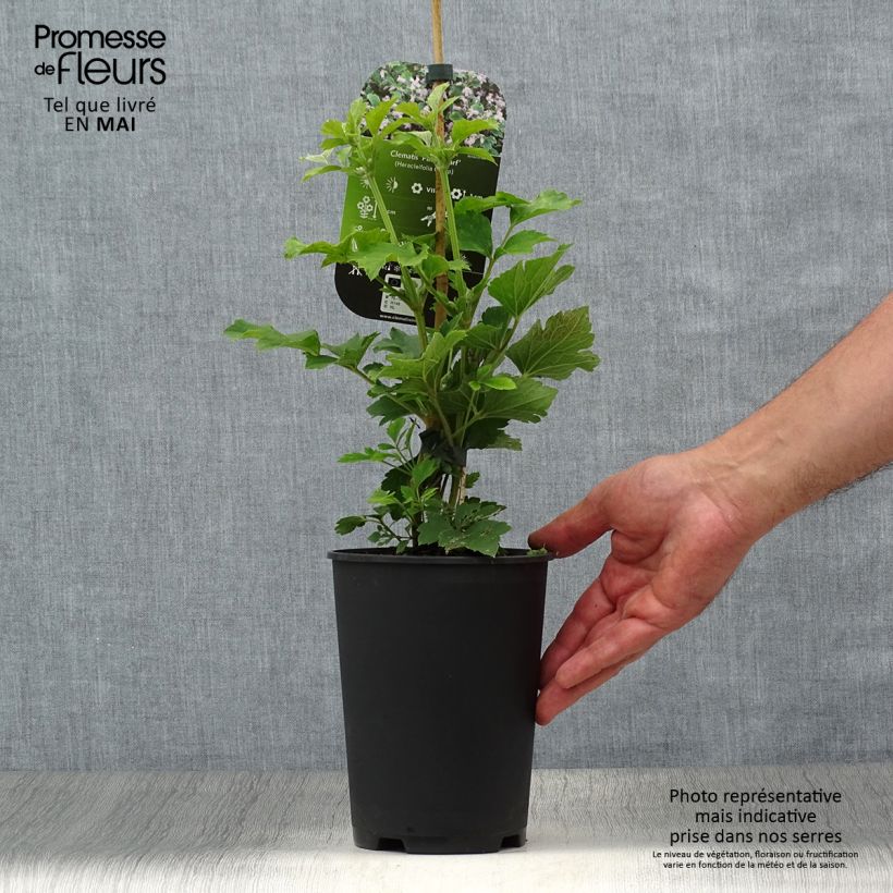 Spécimen de Clématite - Clematis heracleifolia Pink Dwarf Pot de 2L/3L tel que livré au printemps
