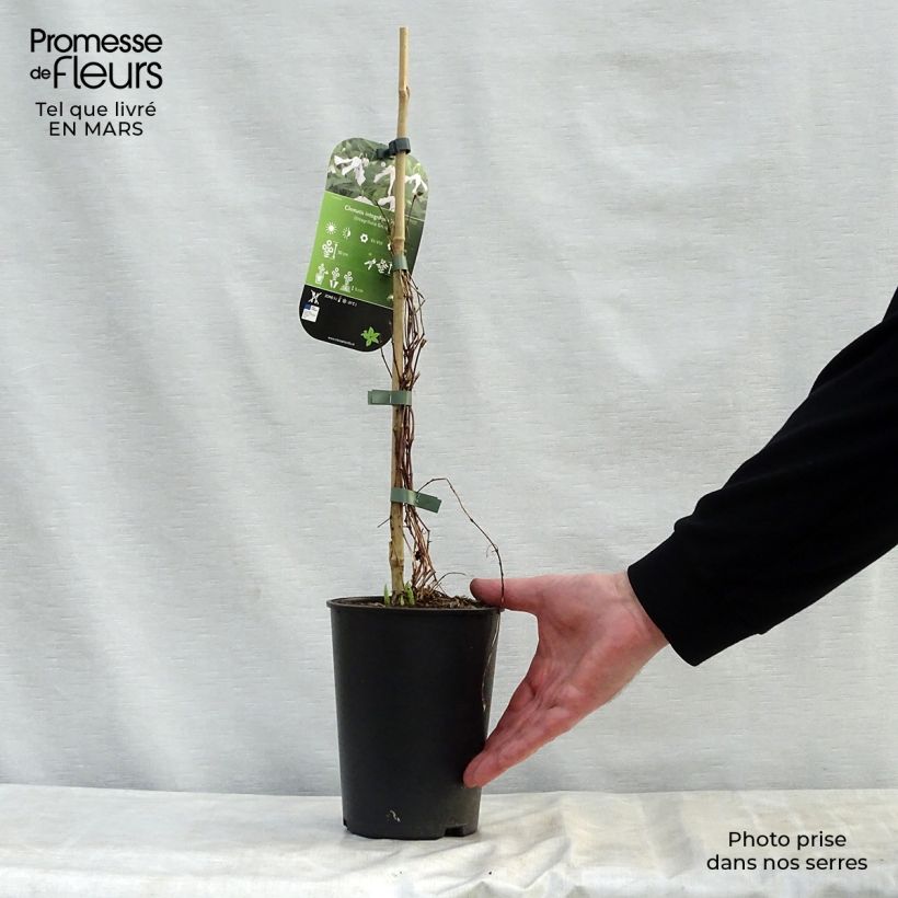 Example of Clématite - Clematis integrifolia Alba Pot de 2L/3L as you get in printemps