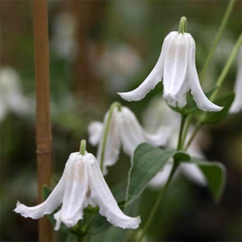 Clématite - Clematis integrifolia Baby White (Flowering)