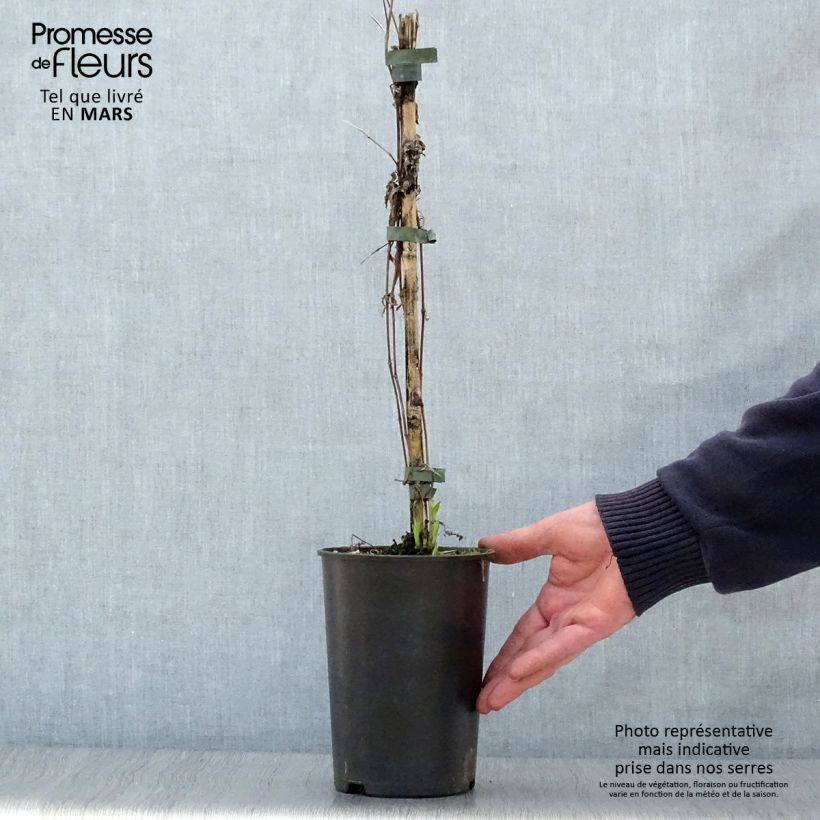 Example of Clématite - Clematis integrifolia Hakuree Pot de 2L/3L as you get in printemps