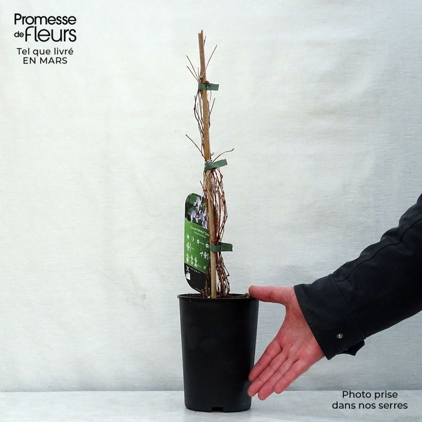 Example of Clematite - Clematis integrifolia Twinkle Pot de 2L/3L as you get in printemps