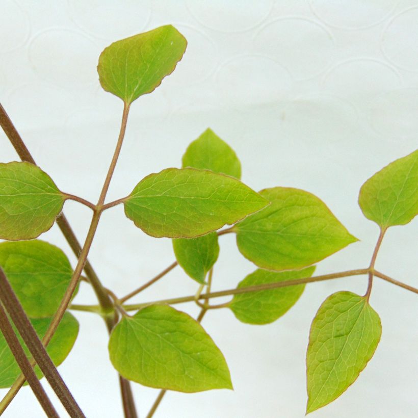 Clématite - Clematis jackmanii   (Foliage)