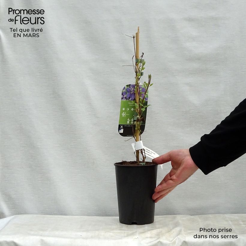 Example of Clématite - Clematis jackmanii   Pot de 2L/3L as you get in printemps