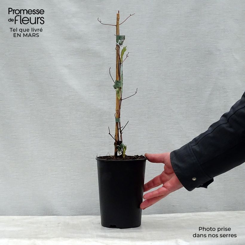 Example of Clématite - Clematis jackmanii Alba Pot de 2L/3L as you get in printemps