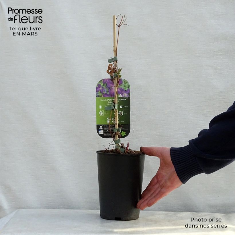 Example of Clématite - Clematis jackmanii Purpurea Pot de 2L/3L as you get in printemps