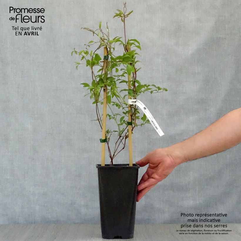 Example of Clématite - Clematis jackmanii Superba Pot de 2L/3L as you get in printemps