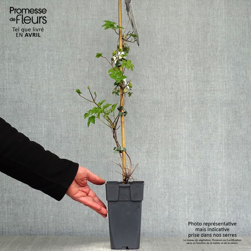 Example of Clématite - Clematis koreana Amber Pot de 2L/3L as you get in printemps