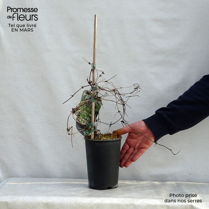 Example of Clématite - Clematis macropetala Broughton Bride Pot de 2L/3L as you get in printemps
