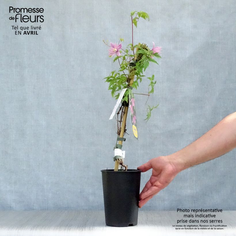 Example of Clématite - Clematis macropetala Markham's Pink Pot de 2L/3L as you get in printemps