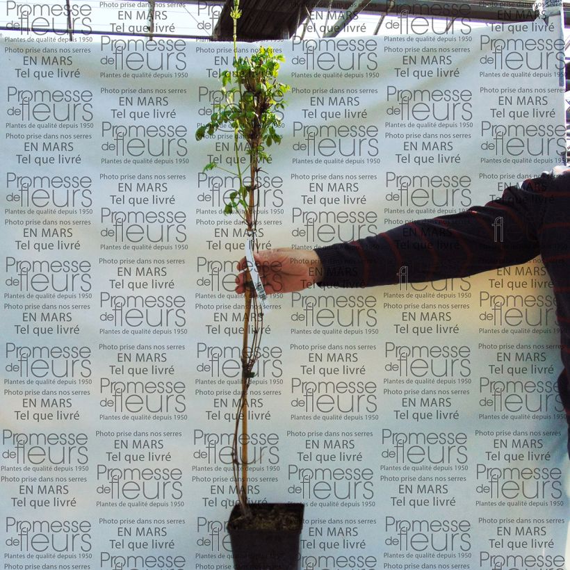 Exemple de spécimen de Clématite - Clematis macropetala Purple Dream Pot de 2L/3L tel que livré