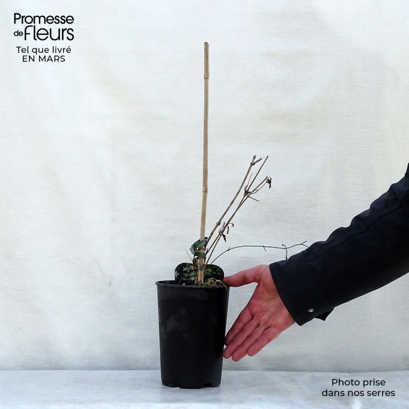 Example of Clématite - Clematis mandshurica Pot de 2L/3L as you get in printemps