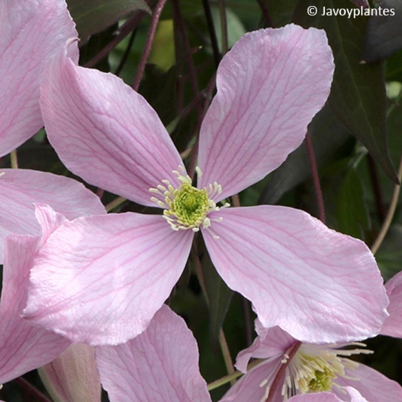 Clématite - Clematis montana Elisabeth (Flowering)