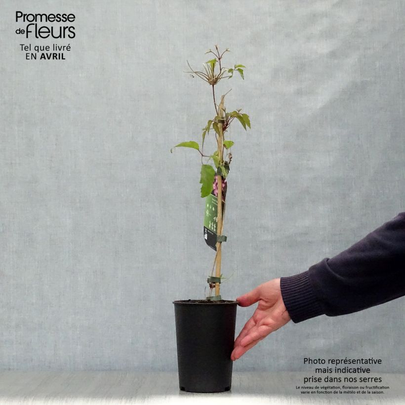 Example of Clématite - Clematis montana Freda Pot de 2L/3L as you get in printemps