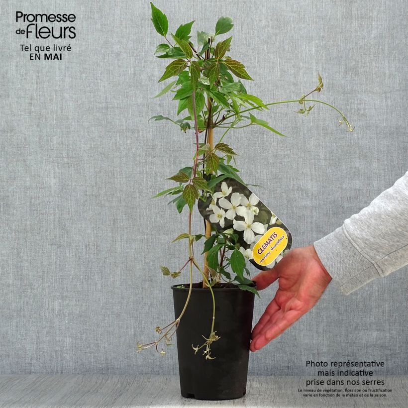 Example of Clématite - Clematis montana Grandiflora Pot de 1,5L/2L as you get in printemps