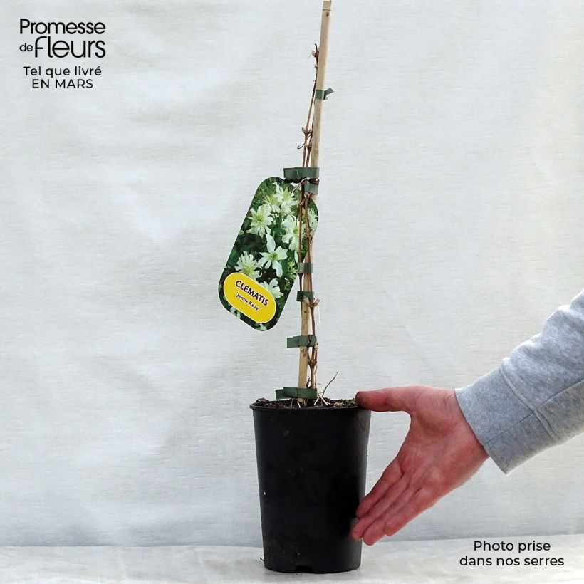 Example of Clématite - Clematis montana Jenny Keay Pot de 2L/3L as you get in printemps