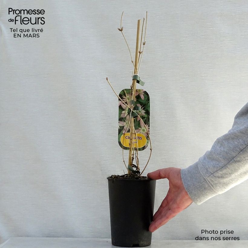 Example of Clématite - Clematis montana Marjorie Pot de 2L/3L as you get in printemps