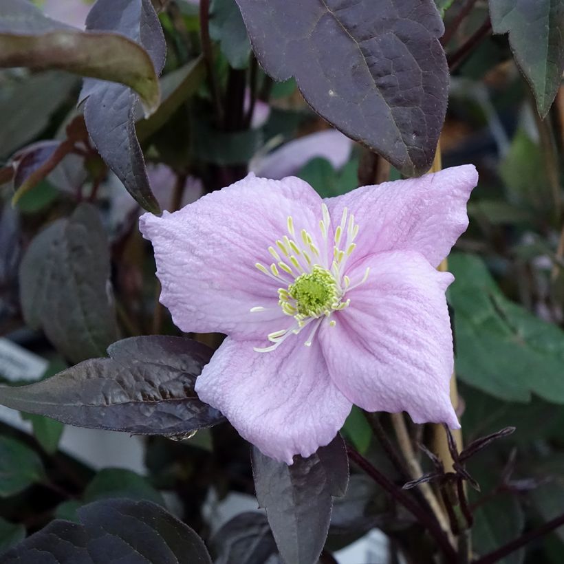 Clématite - Clematis montana Mayleen (Floraison)