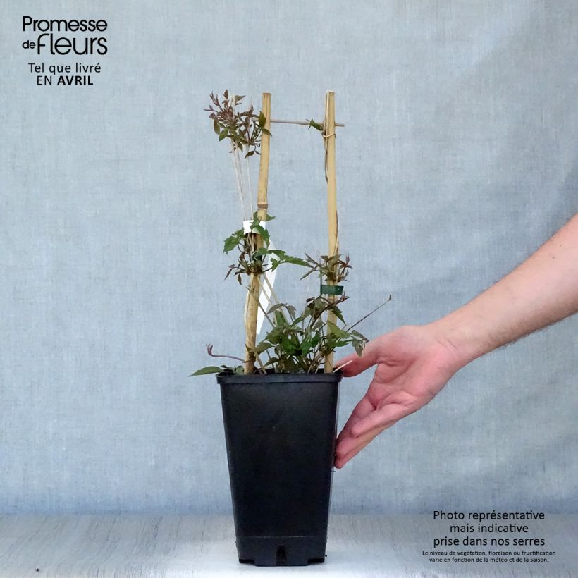 Example of Clématite - Clematis montana Spooneri Pot de 2L/3L as you get in printemps