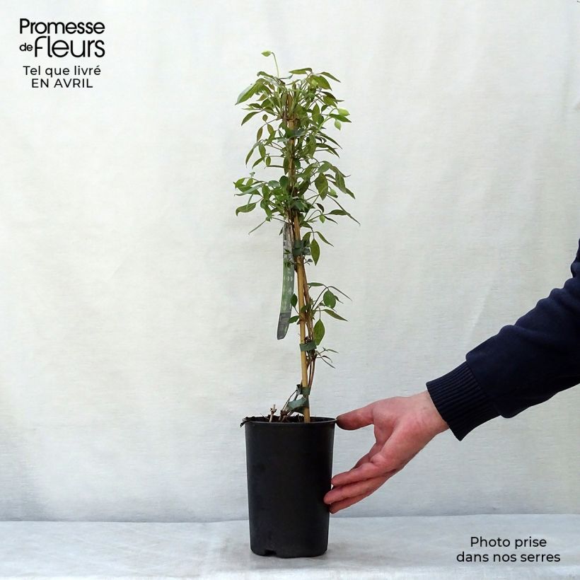 Example of Clématite - Clematis montana Spring Joy Pot de 2L/3L as you get in printemps