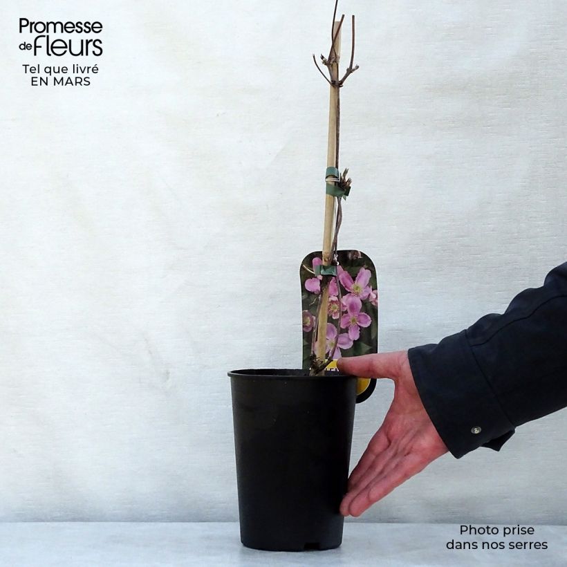 Example of Clématite - Clematis montana Tetrarose Pot de 2L/3L as you get in printemps
