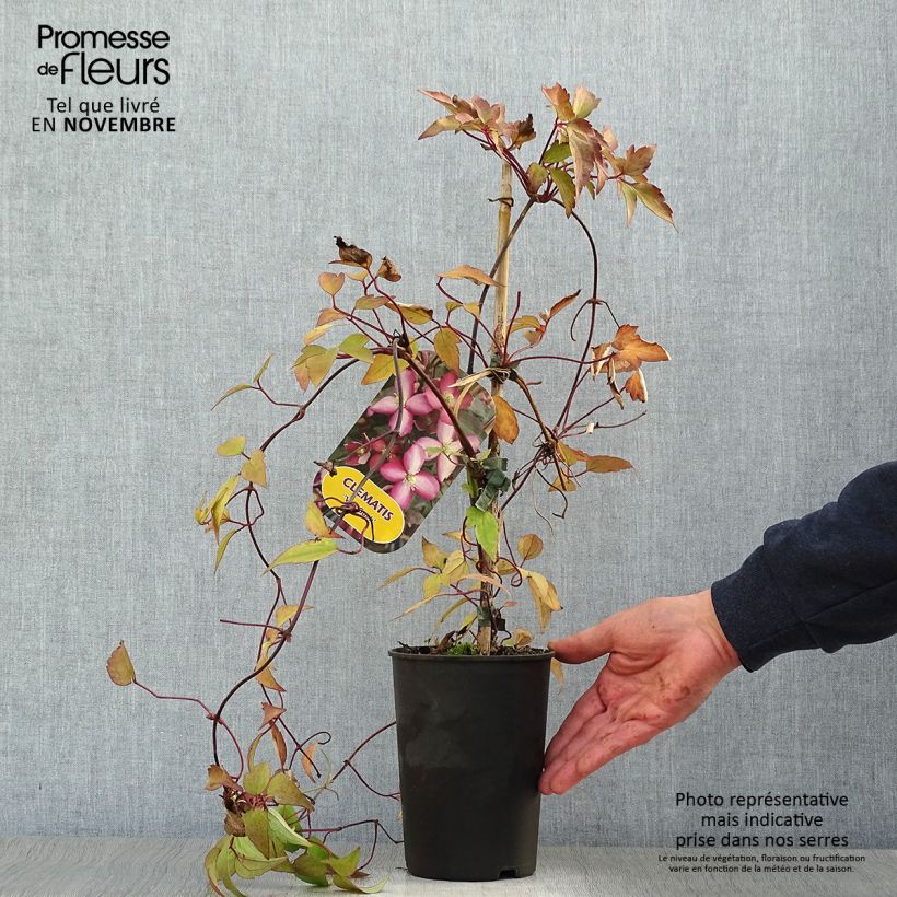 Spécimen de Clématite - Clematis montana Van Gogh Pot de 2L/3L tel que livré en automne
