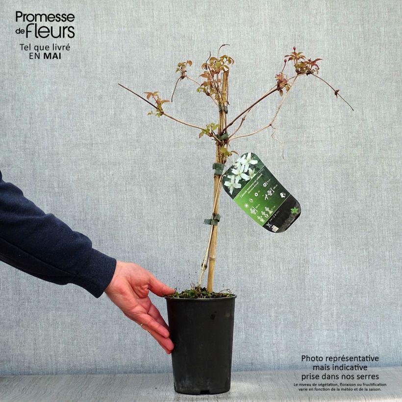 Example of Clématite - Clematis montana Wilsonii Pot de 2L/3L as you get in printemps