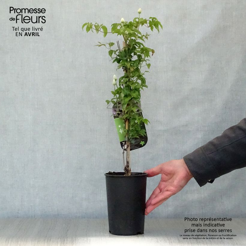 Example of Clématite - Clematis patens Mandy Pot de 2L/3L as you get in printemps