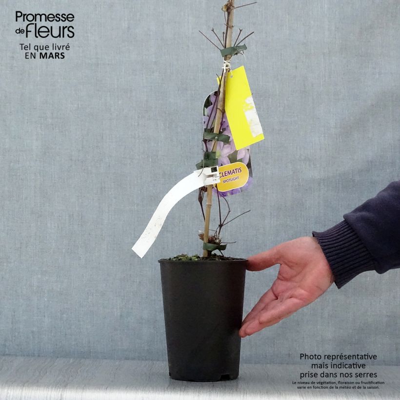 Example of Clématite - Clematis patens Spotlight Pot de 2L/3L as you get in printemps