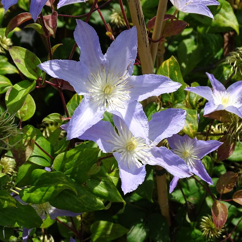 Clématite - Clematis patens Spotlight (Plant habit)