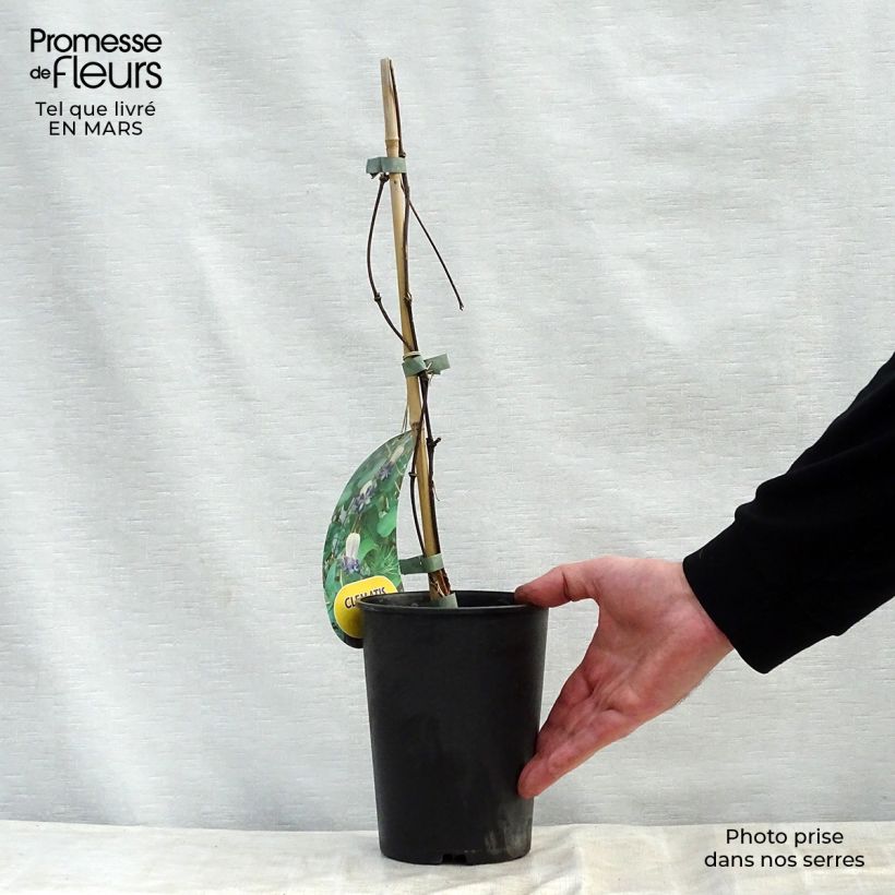 Example of Clématite - Clematis pitcheri Pot de 2L/3L as you get in printemps