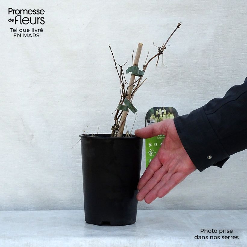 Example of Clématite - Clematis rehderiana Pot de 2L/3L as you get in printemps