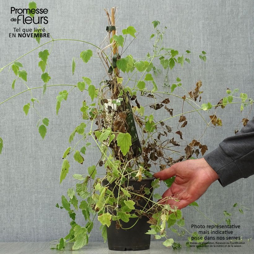 Spécimen de Clématite - Clematis rehderiana Pot de 2L/3L tel que livré en automne