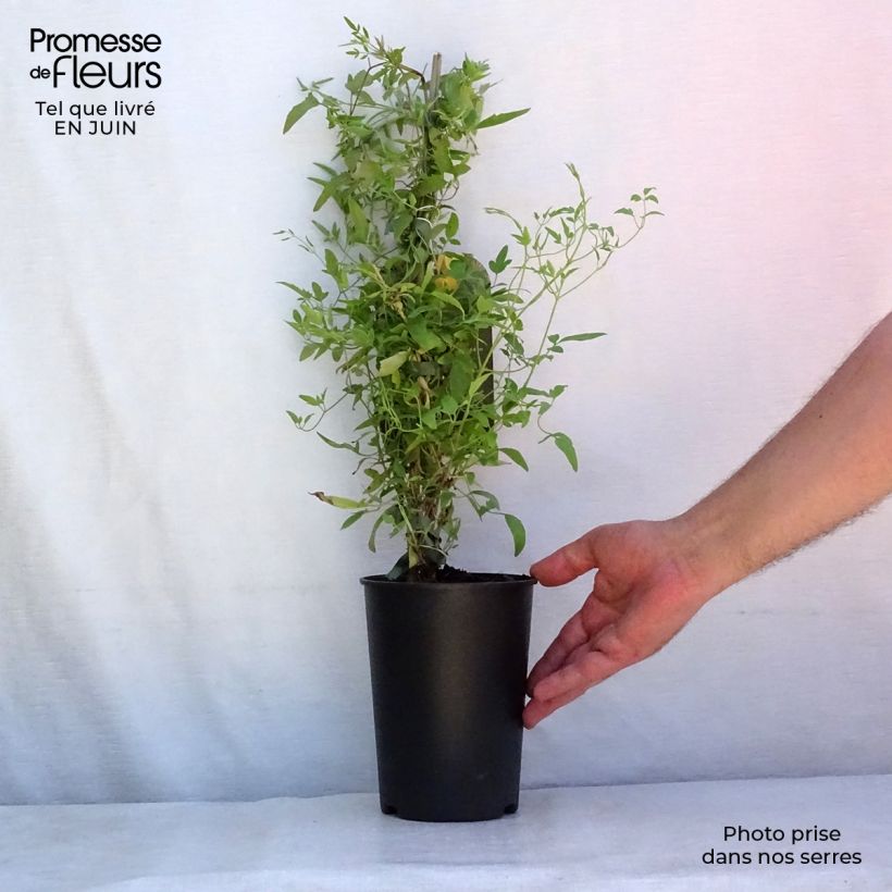 Spécimen de Clématite - Clematis tangutica Aureolin  Pot de 2L/3L tel que livré en été