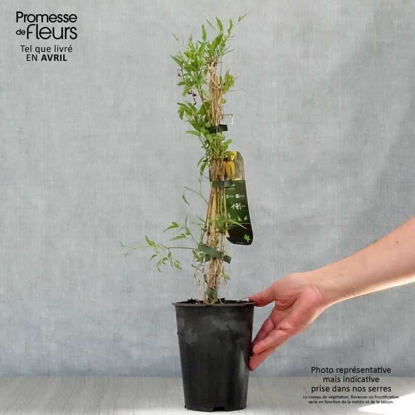 Example of Clématite - Clematis tangutica Aureolin  Pot de 2L/3L as you get in printemps