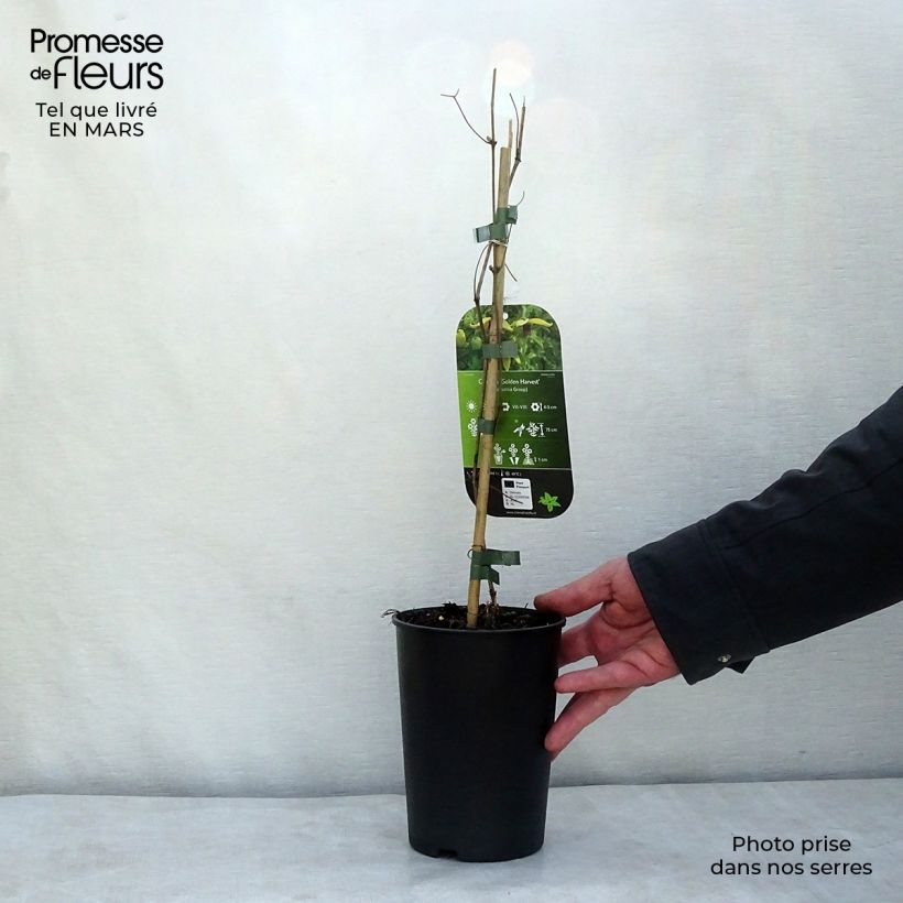 Example of Clématite - Clematis tangutica Golden Harvest Pot de 2L/3L as you get in printemps