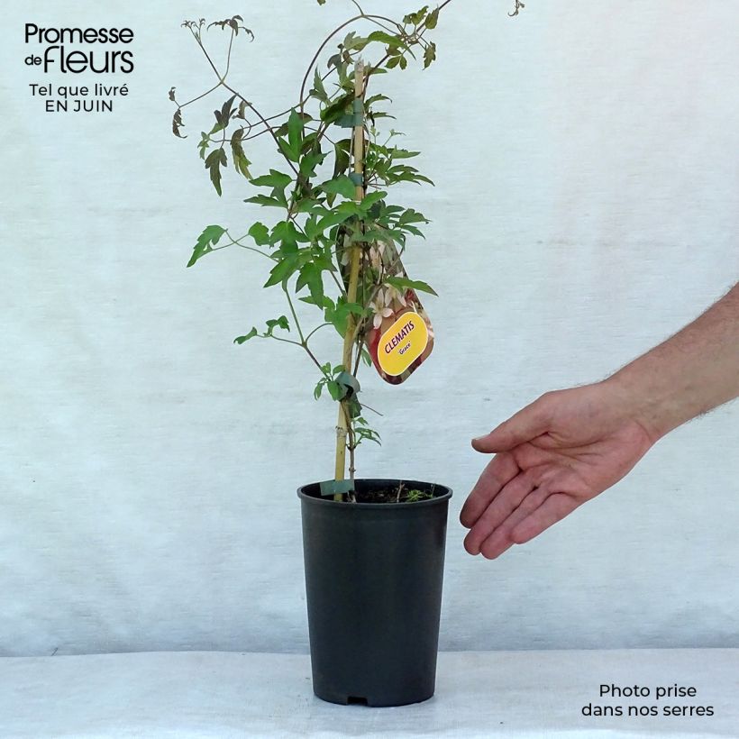 Spécimen de Clématite - Clematis tangutica Grace Pot de 2L/3L tel que livré en été