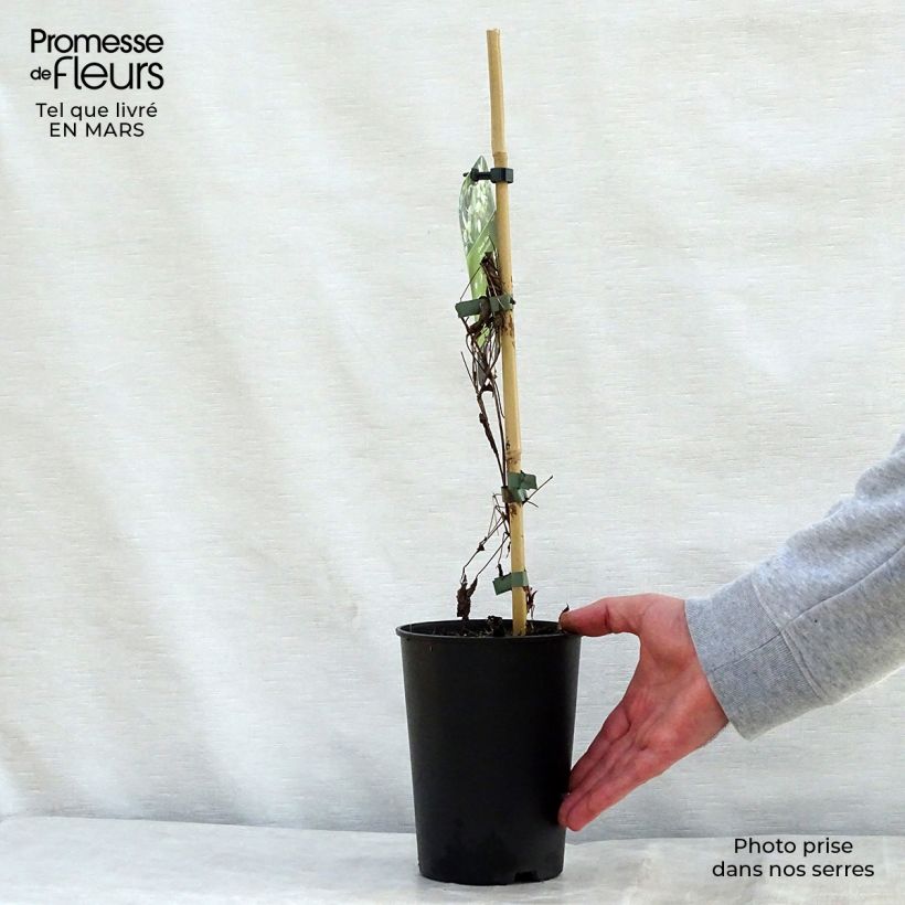 Spécimen de Clématite - Clematis tangutica Grace Pot de 2L/3L tel que livré au printemps