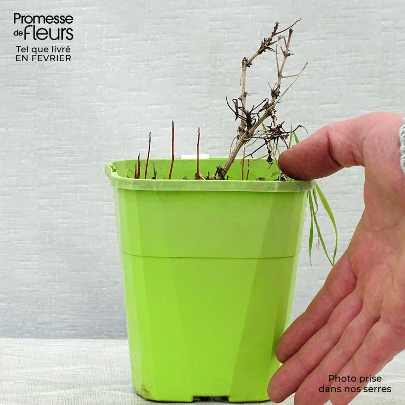 Example of Clématite - Clematis tangutica Little Lemons Pot de 1L/1,5L as you get in hiver