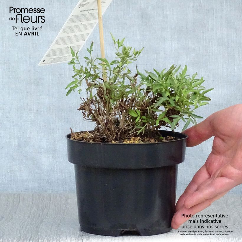 Example of Clématite - Clematis tangutica Little Lemons Pot de 2L/3L as you get in printemps